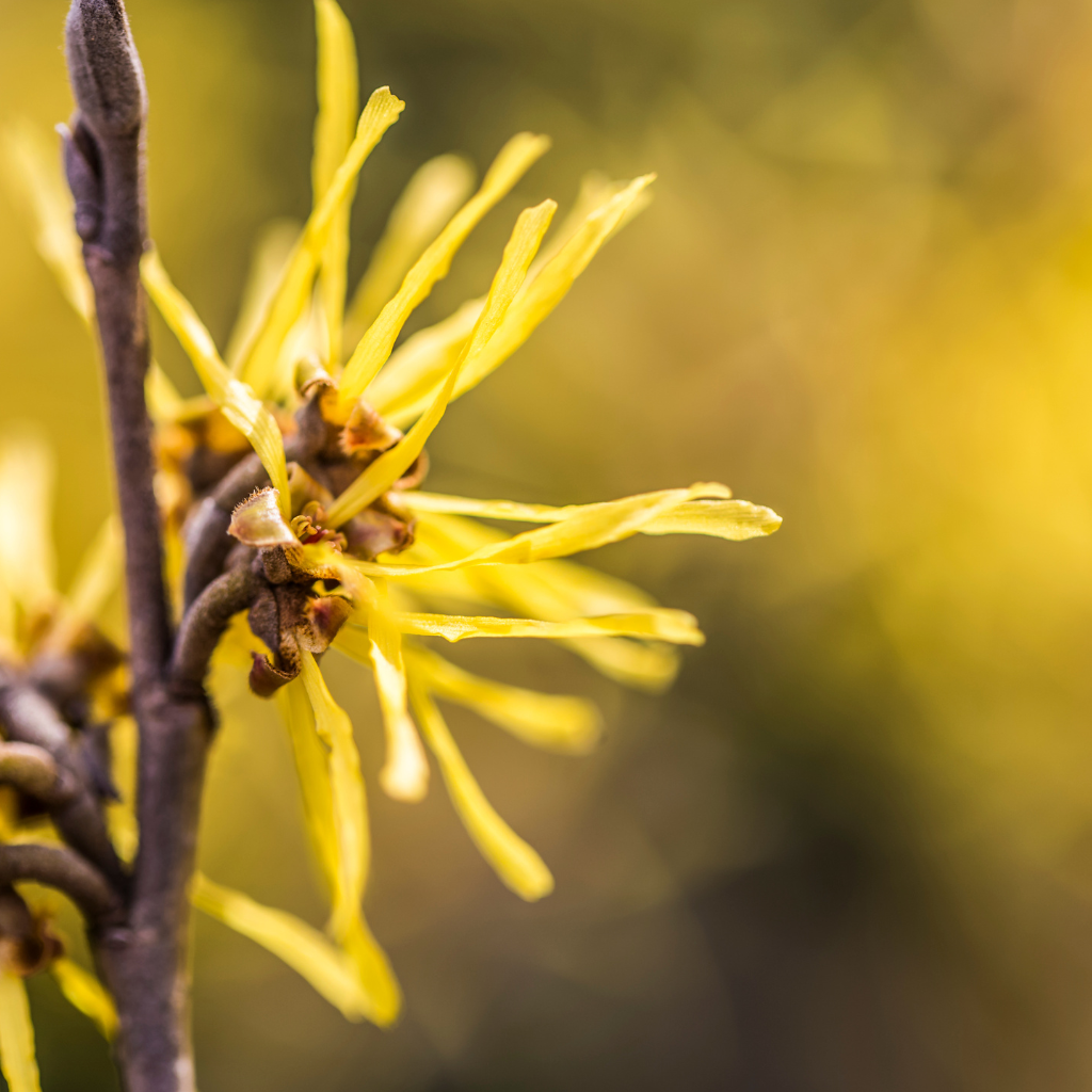 Bio Shampoo Hemp Balance & Structure, 250 ml