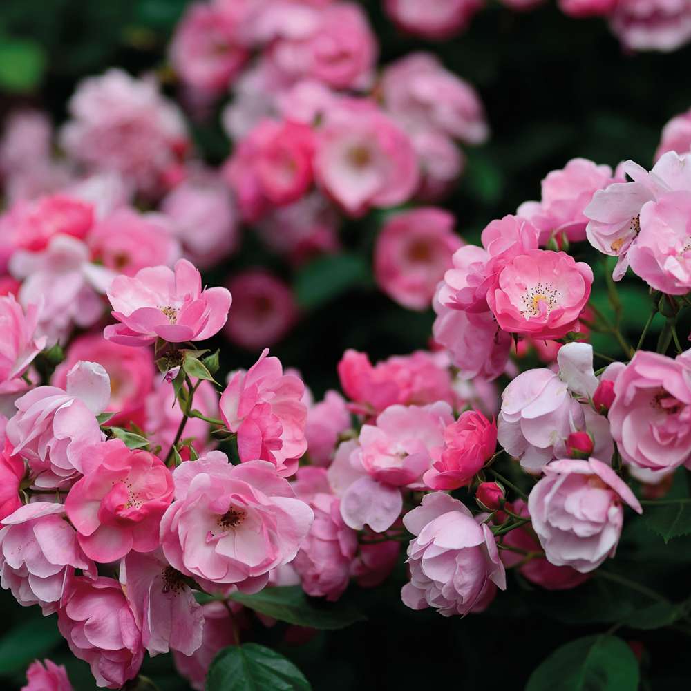 Bio Wildrose Gesichtscreme leicht, 50 ml