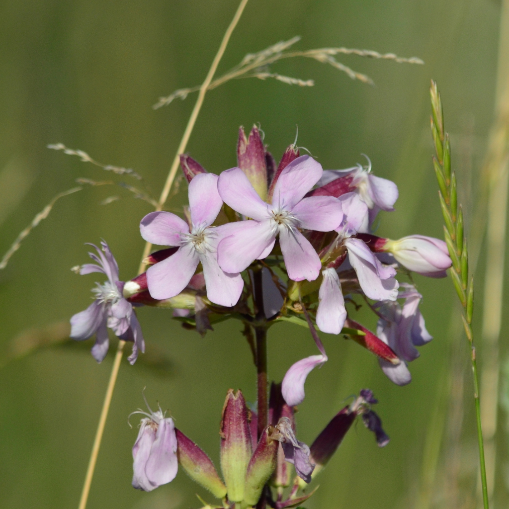 Volumi Volumen Shampoo 180ml.
