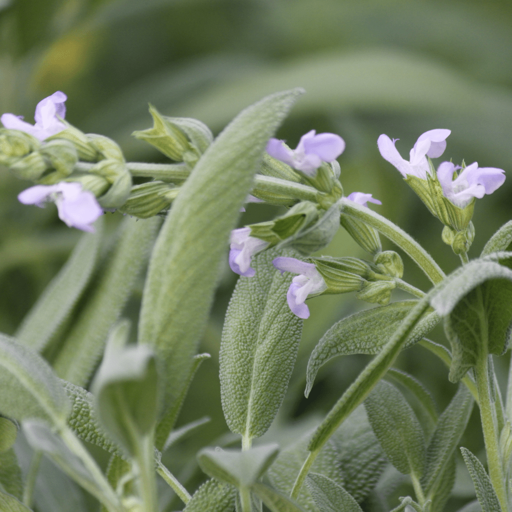 Kräuteröl bei Schuppen 100ml - Schönheit aus der Natur