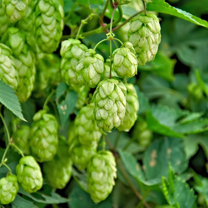 Waschgel bei trockenem Haar 200 ml.