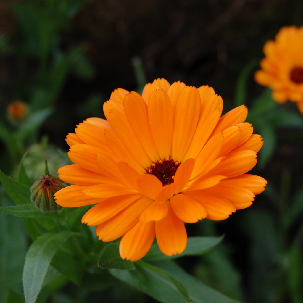 Edelweiß &amp; Calendula LippenpflegeStift 4,2 g.