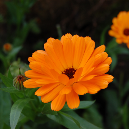 Edelweiß &amp; Calendula LippenpflegeStift 4,2 g.