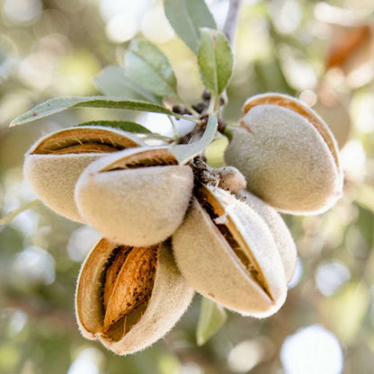Bio Mandel Seesand Waschcreme, 80 ml - Schönheit aus der Natur