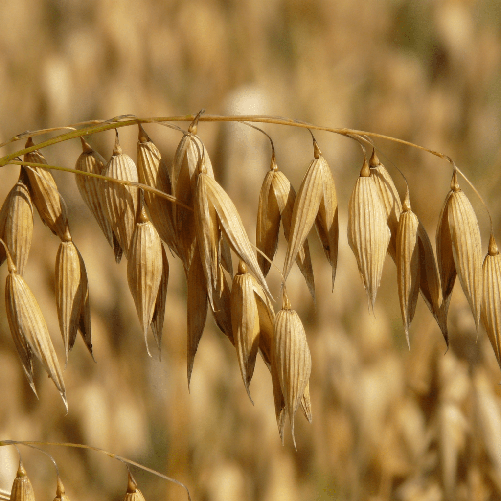 Bio Shampoo Hafer Shampoo 250 ml - Schönheit aus der Natur