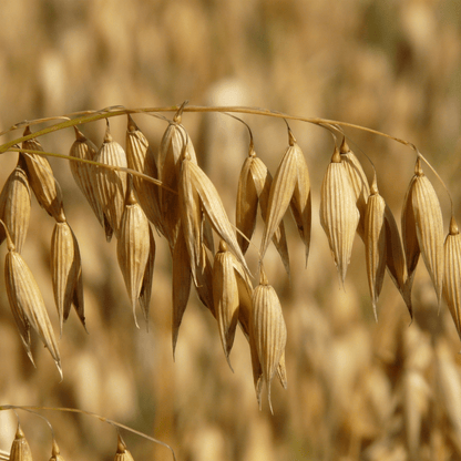 Bio Shampoo Hafer Shampoo 250 ml - Schönheit aus der Natur
