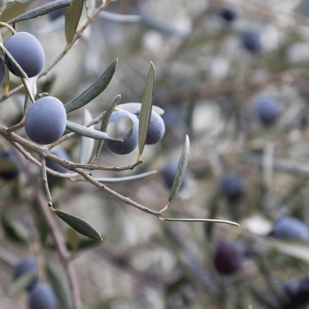 Bio Shampoo Olive Everyday Hair &amp; Body – 250 ml - Schönheit aus der Natur