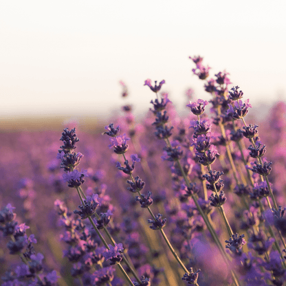 GelFix Haargel 100ml - Schönheit aus der Natur