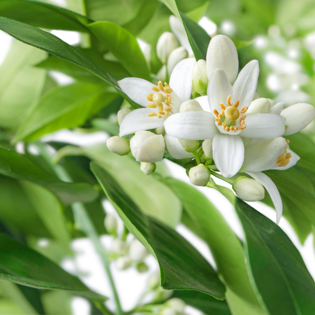 GelFix Haargel 100ml - Schönheit aus der Natur