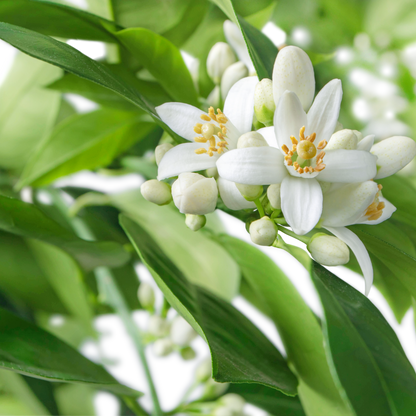 GelFix Haargel 100ml - Schönheit aus der Natur