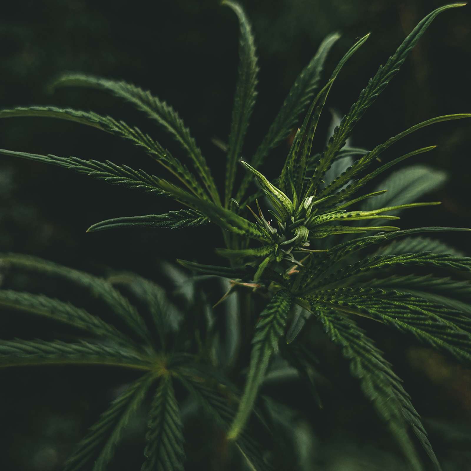 Hanf Shampoo 200ml. - Schönheit aus der Natur