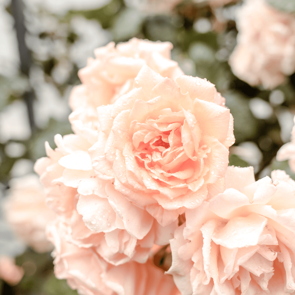 Harmoniespray Lavendel - Rose 150 ml. - Schönheit aus der Natur