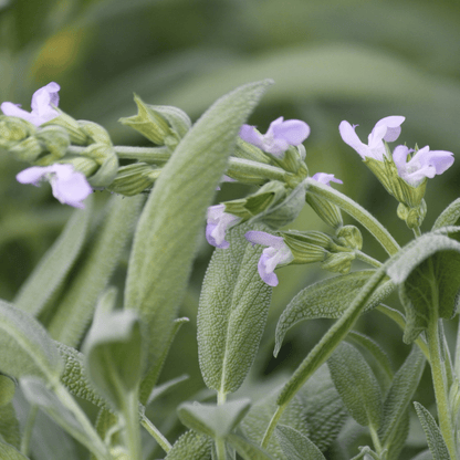 Kräuteröl bei Schuppen 100ml - Schönheit aus der Natur