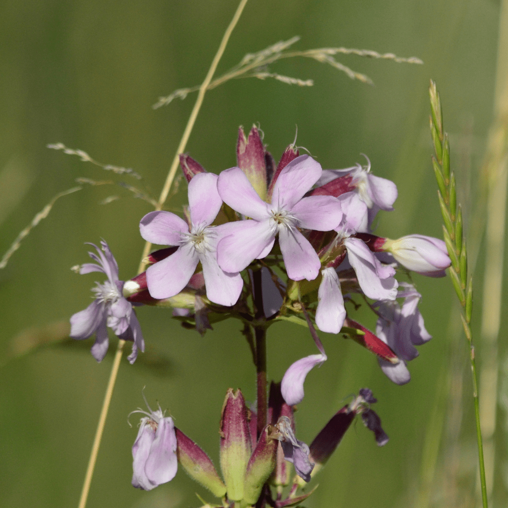 RepNähr Shampoo für trockenes strapaziertes Haar 180ml - Schönheit aus der Natur