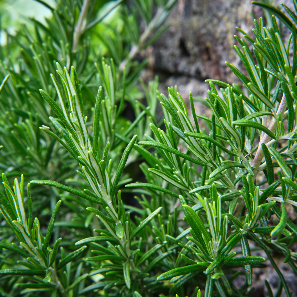 TopKur Haarmaske - Schönheit aus der Natur