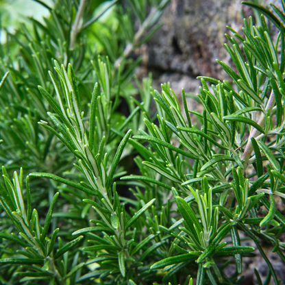 TopKur Haarmaske - Schönheit aus der Natur