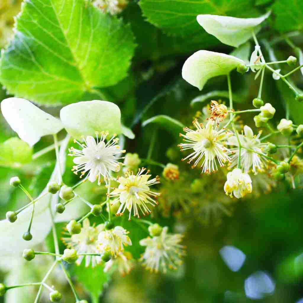 Waschgel bei trockenem Haar 200 ml. - Schönheit aus der Natur