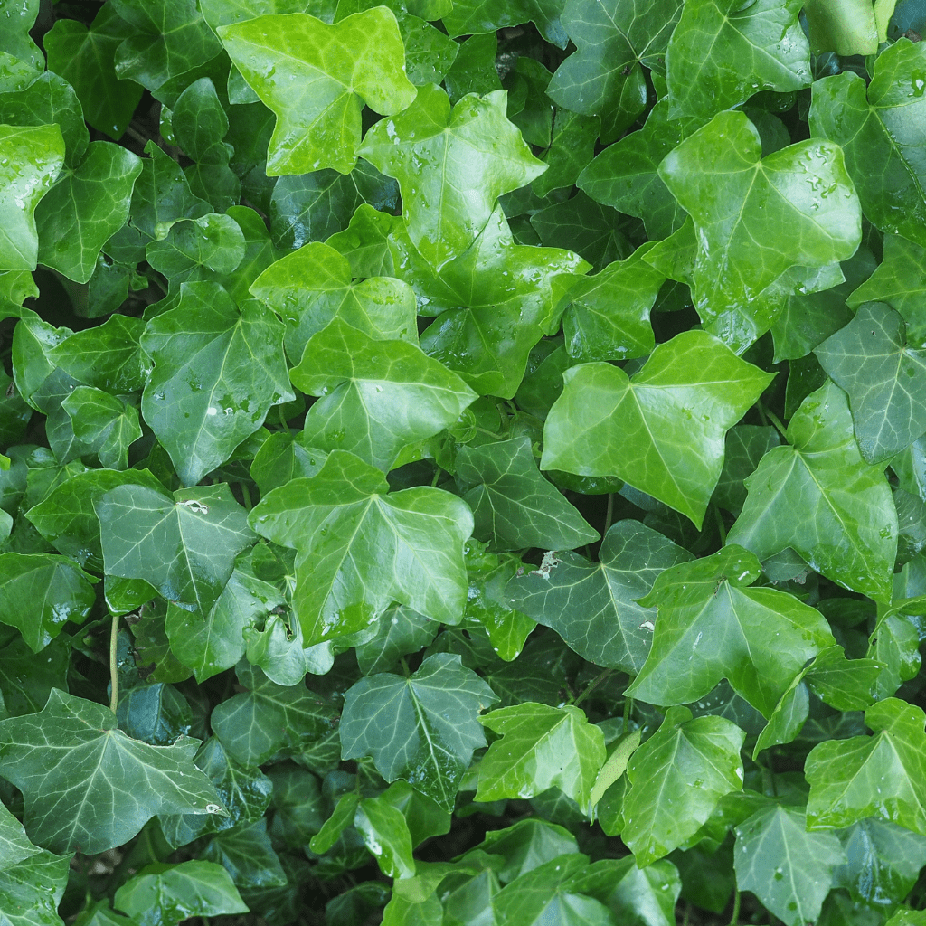 WaxFix - Haarwachs 50 ml. - Schönheit aus der Natur